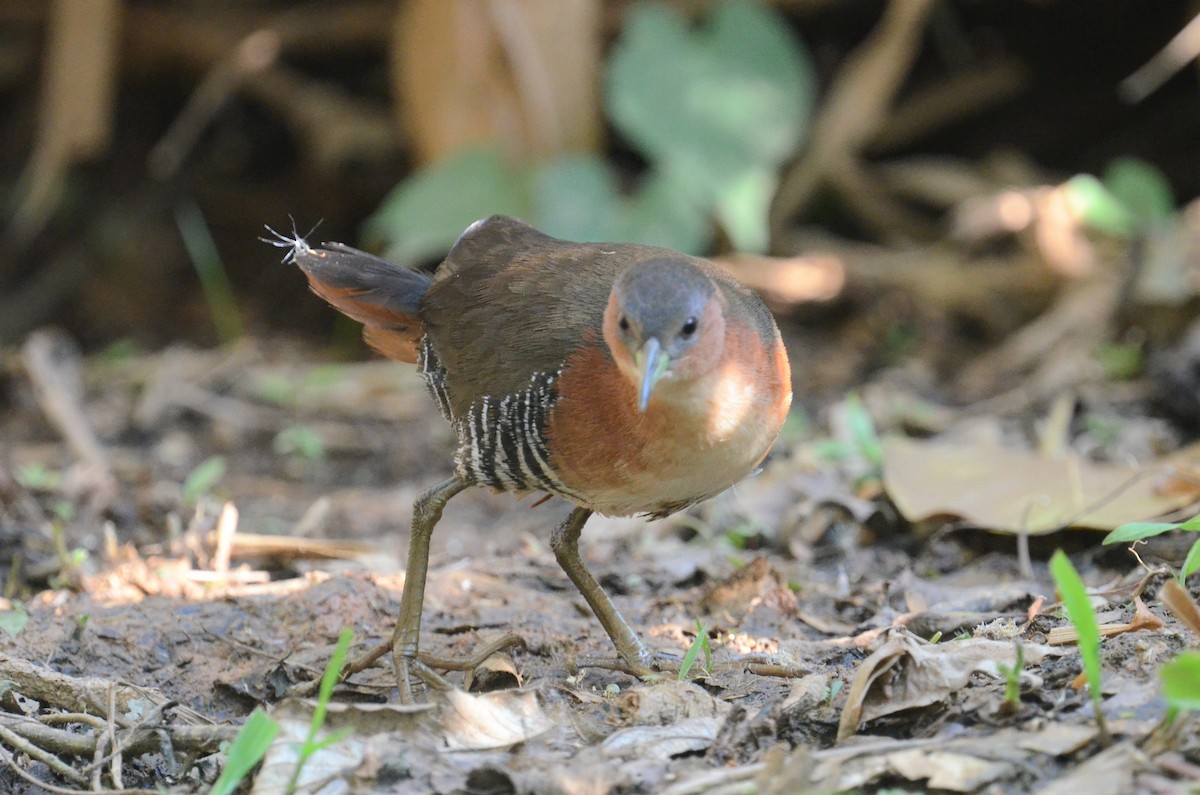 Rufous-sided Crake - ML505901811