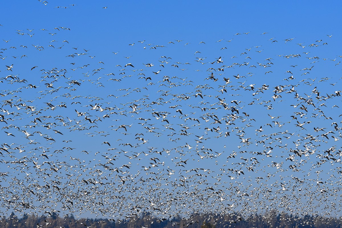 Snow Goose - ML505903121