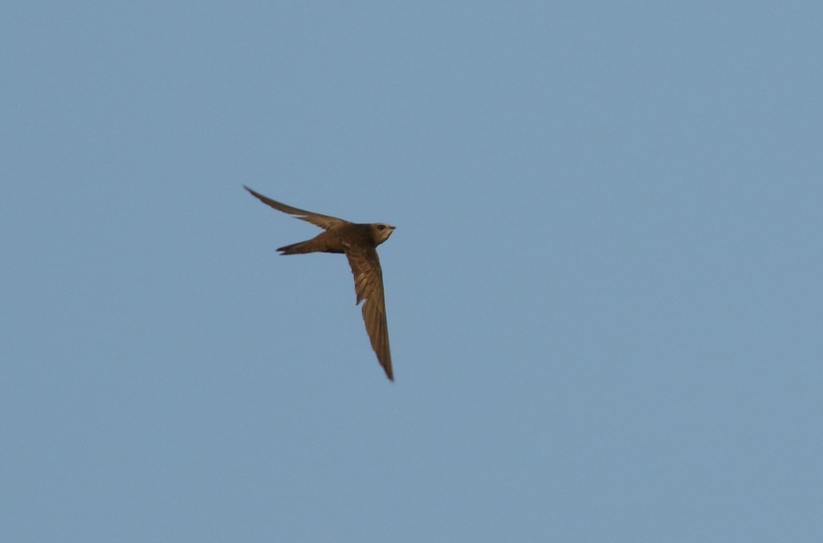 Pallid Swift - ML505903391