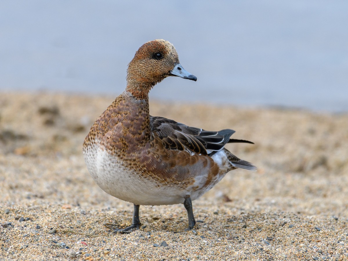 Eurasian Wigeon - Markus Weilmeier