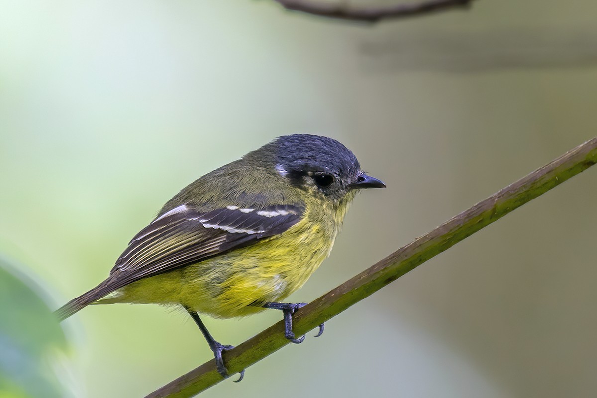 Ashy-headed Tyrannulet - ML505904141