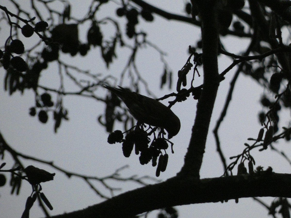 Eurasian Siskin - ML505904941