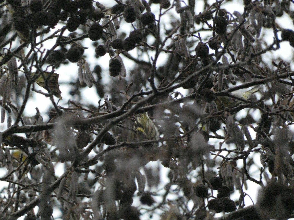 Eurasian Siskin - ML505904961