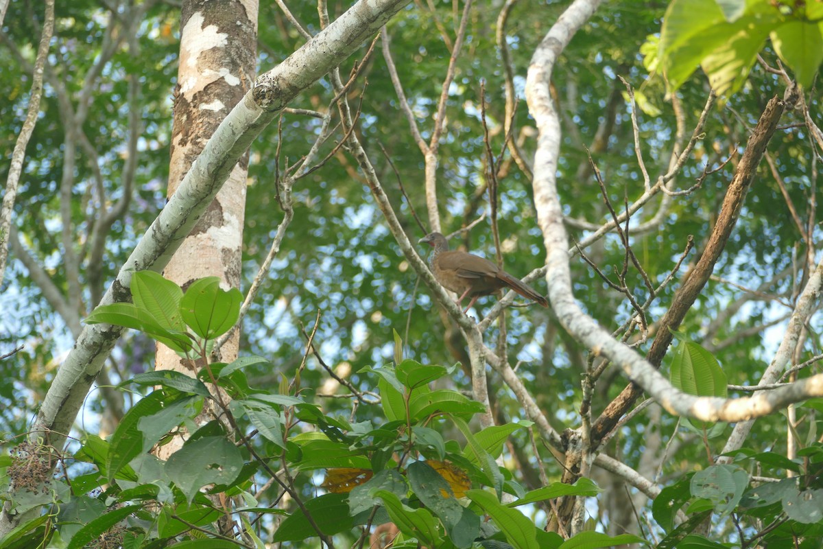 Speckled Chachalaca - Robin Kretzschmar