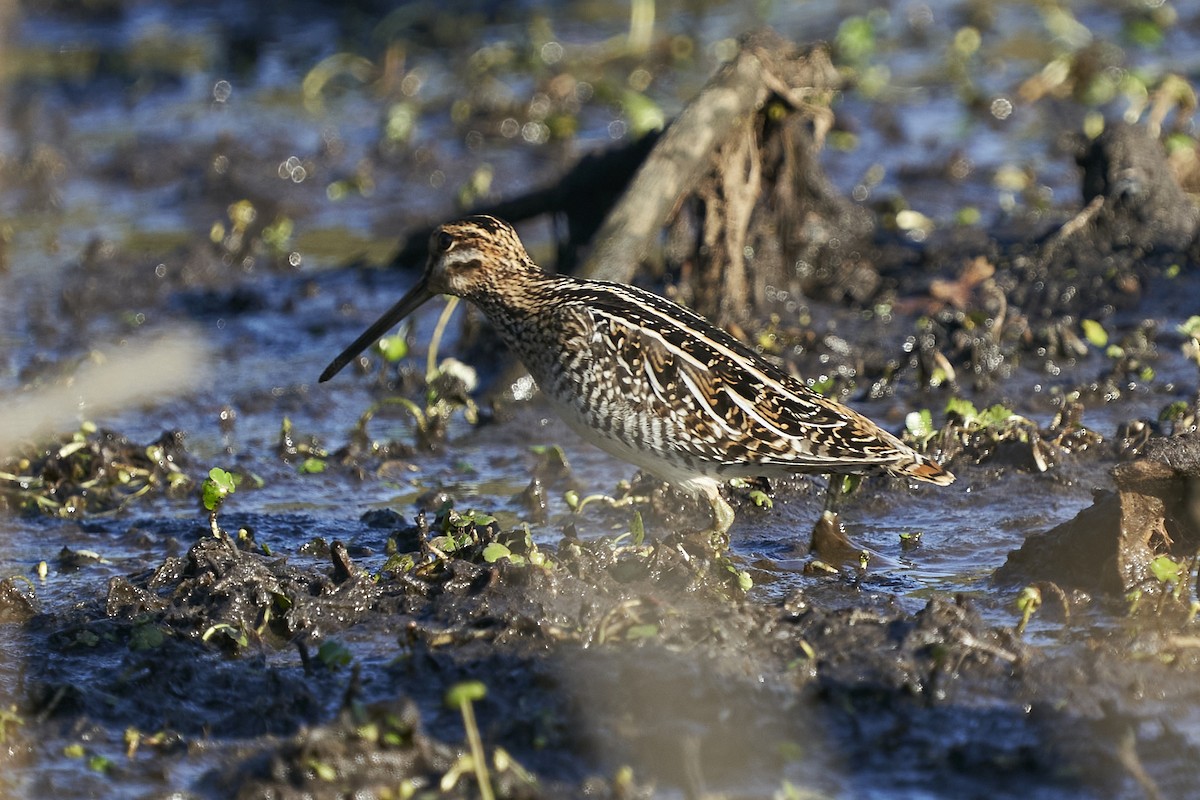 Wilson's Snipe - ML505905731