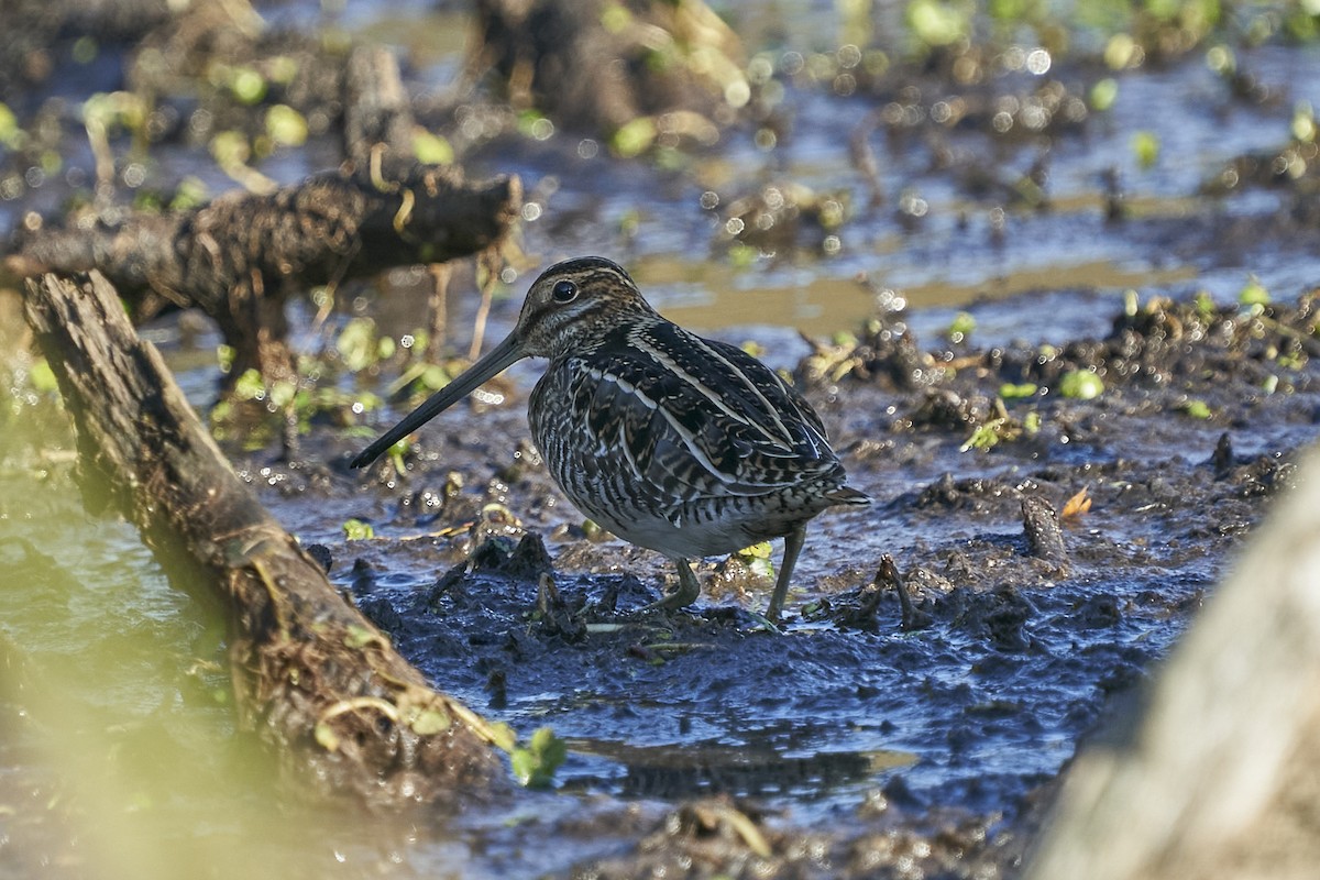 Wilson's Snipe - ML505905741