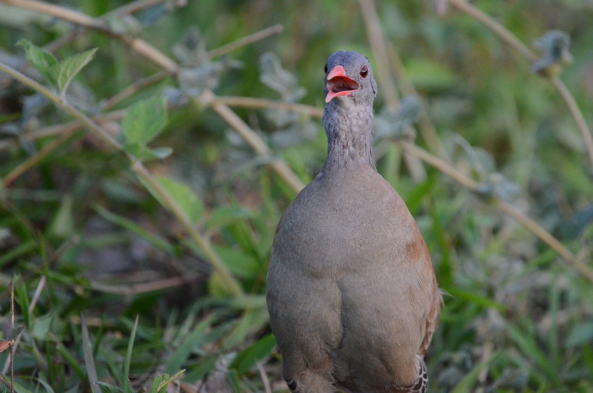 Small-billed Tinamou - ML505905941