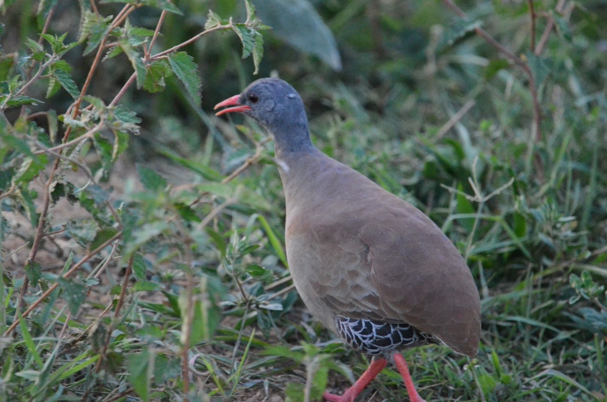 Small-billed Tinamou - ML505905961