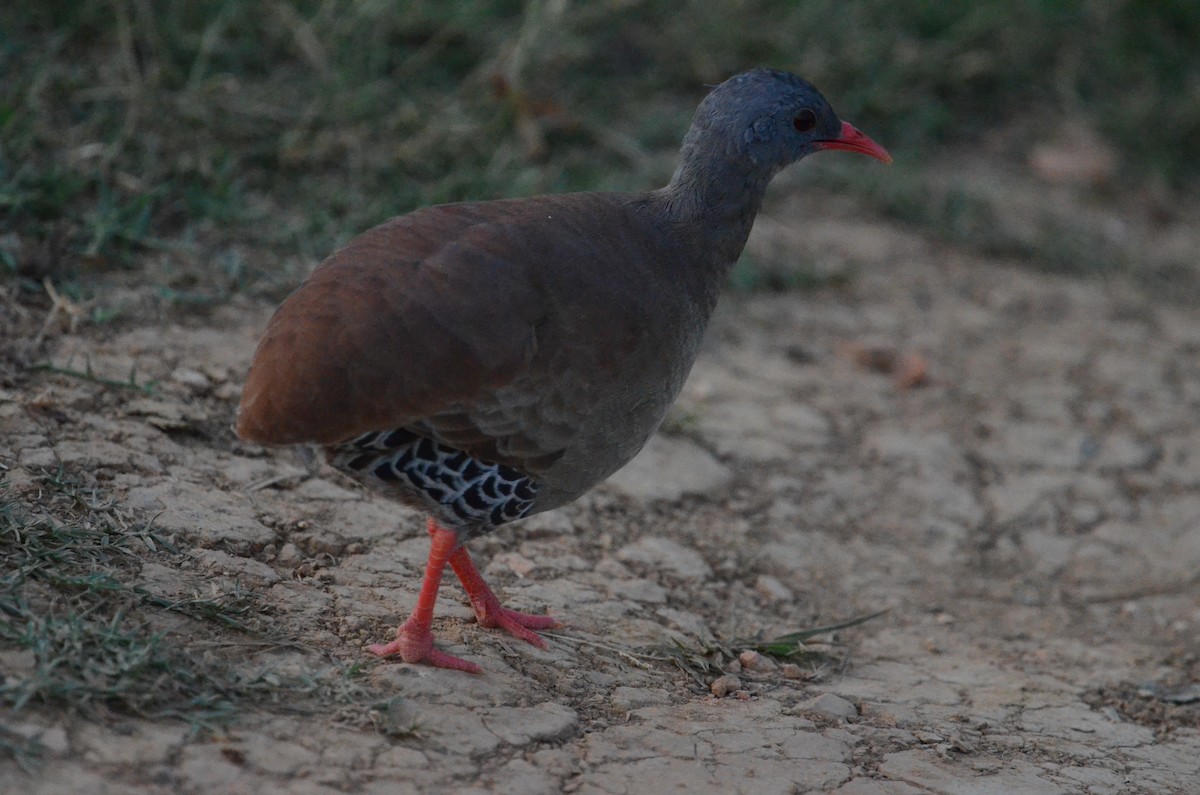 Small-billed Tinamou - ML505905971