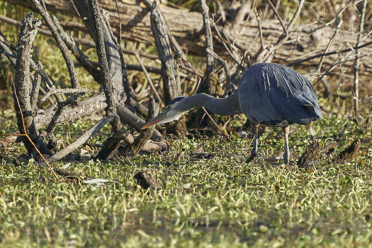 Great Blue Heron - ML505906021