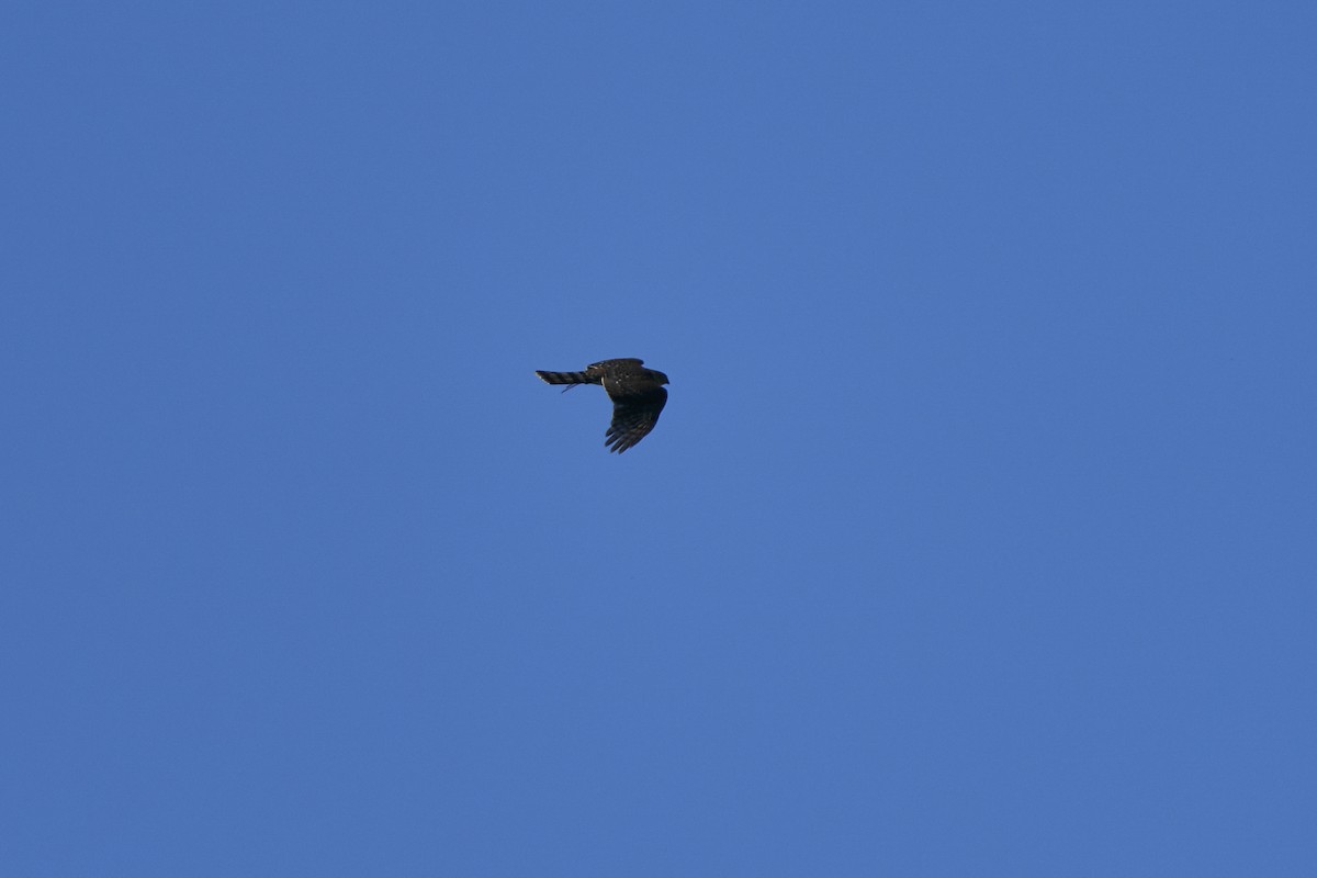 Sharp-shinned Hawk - ML505906131