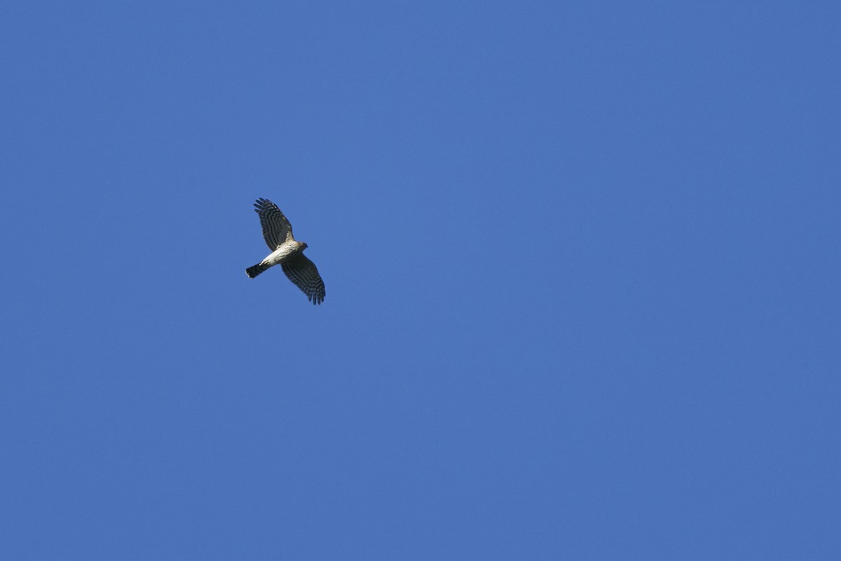 Sharp-shinned Hawk - ML505906161