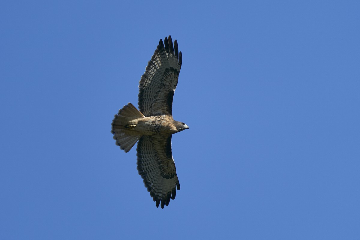 Red-tailed Hawk - ML505906311