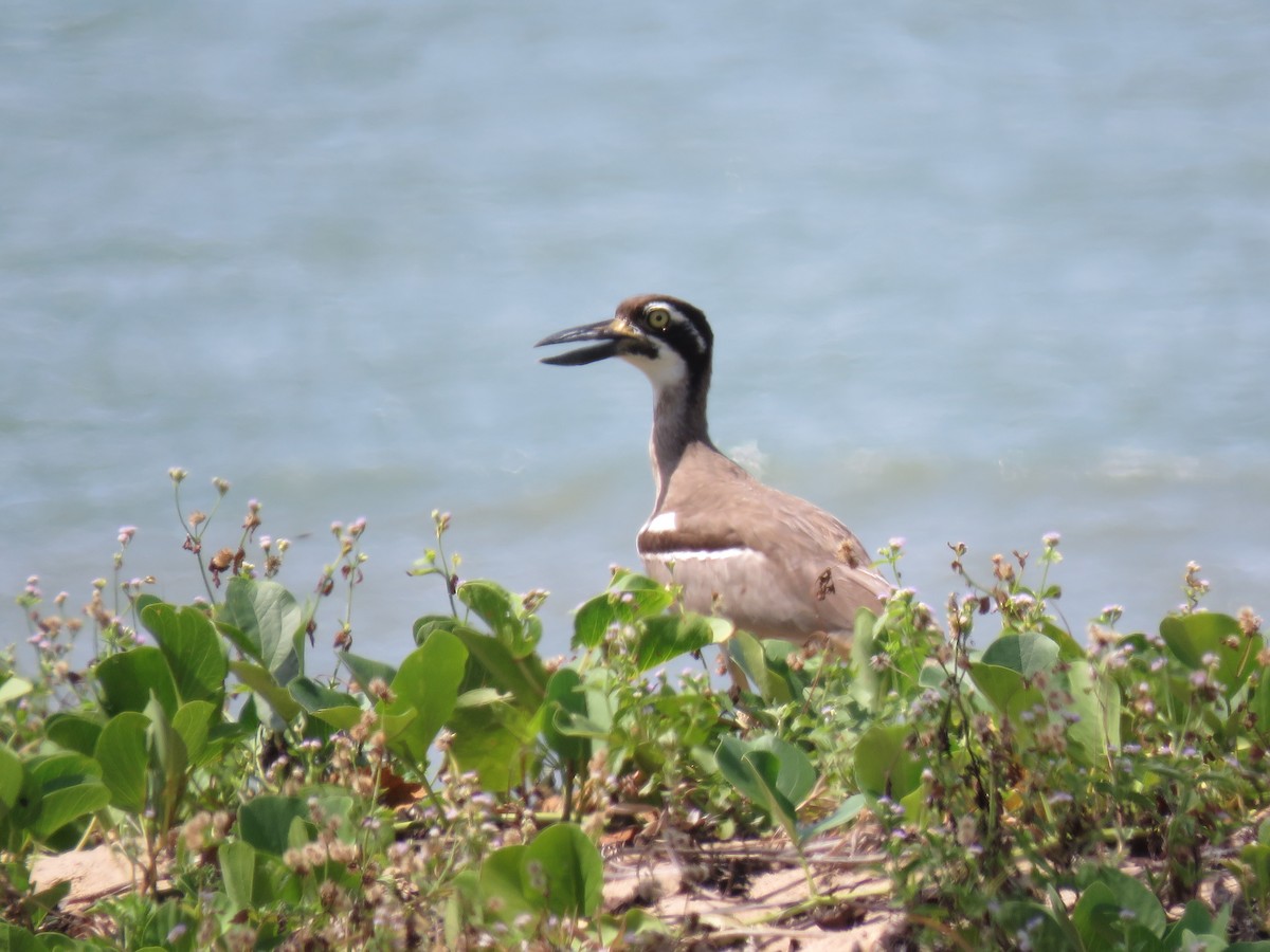 Beach Thick-knee - ML505906601