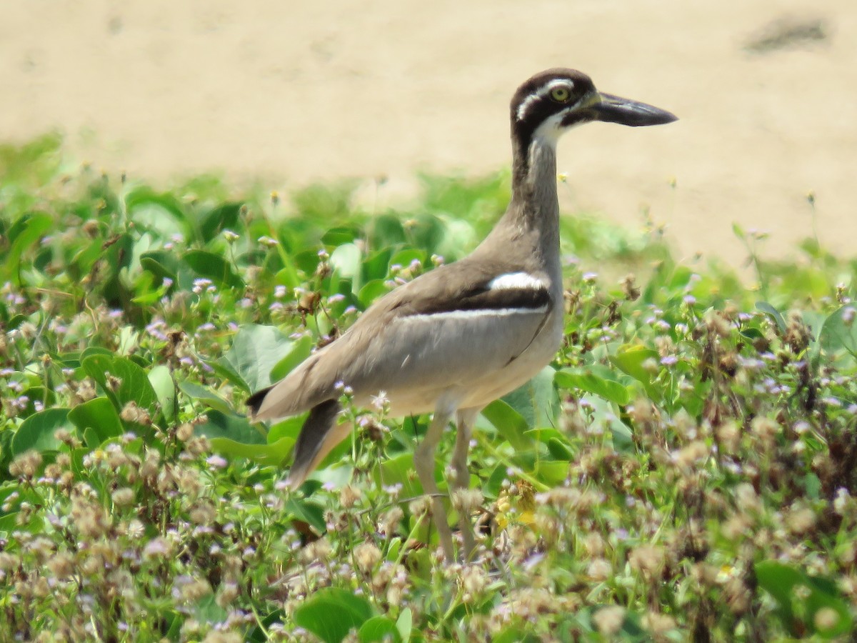 Beach Thick-knee - ML505906631