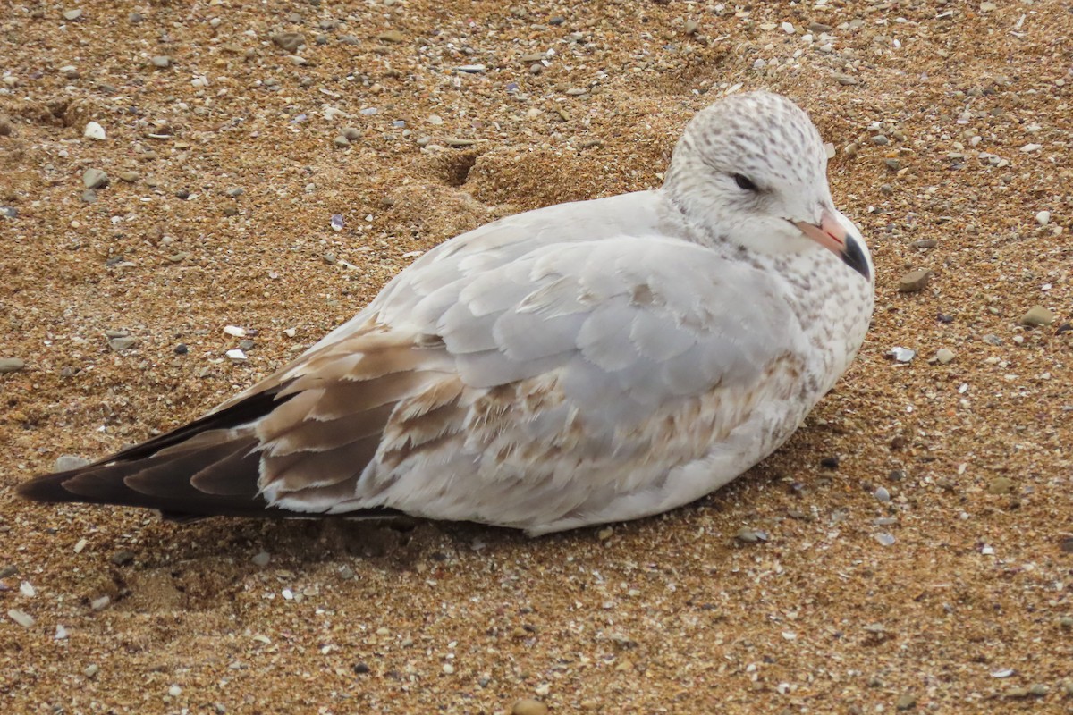 Ring-billed Gull - Ismael Romero