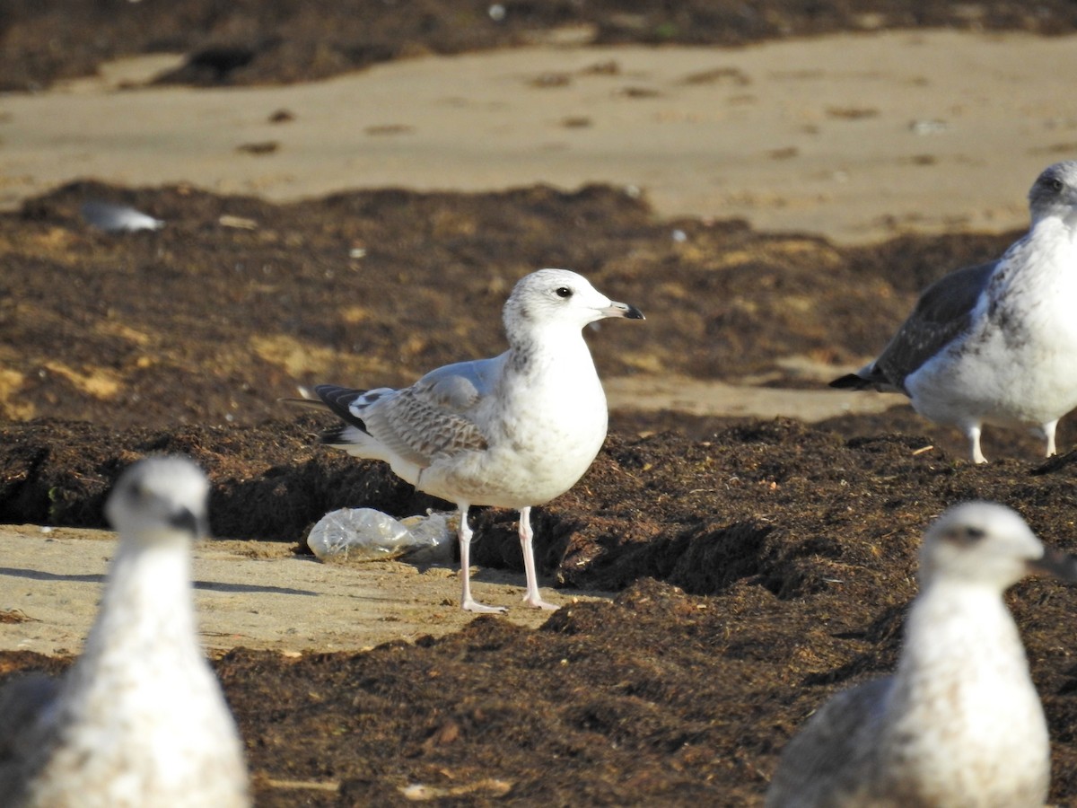 Common Gull - ML505908301