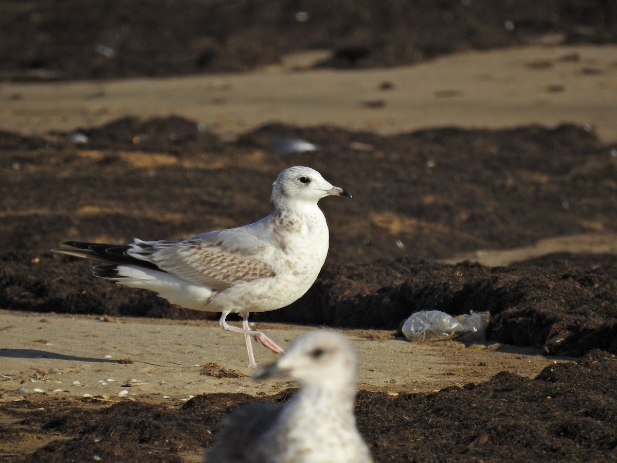 Common Gull - ML505908321