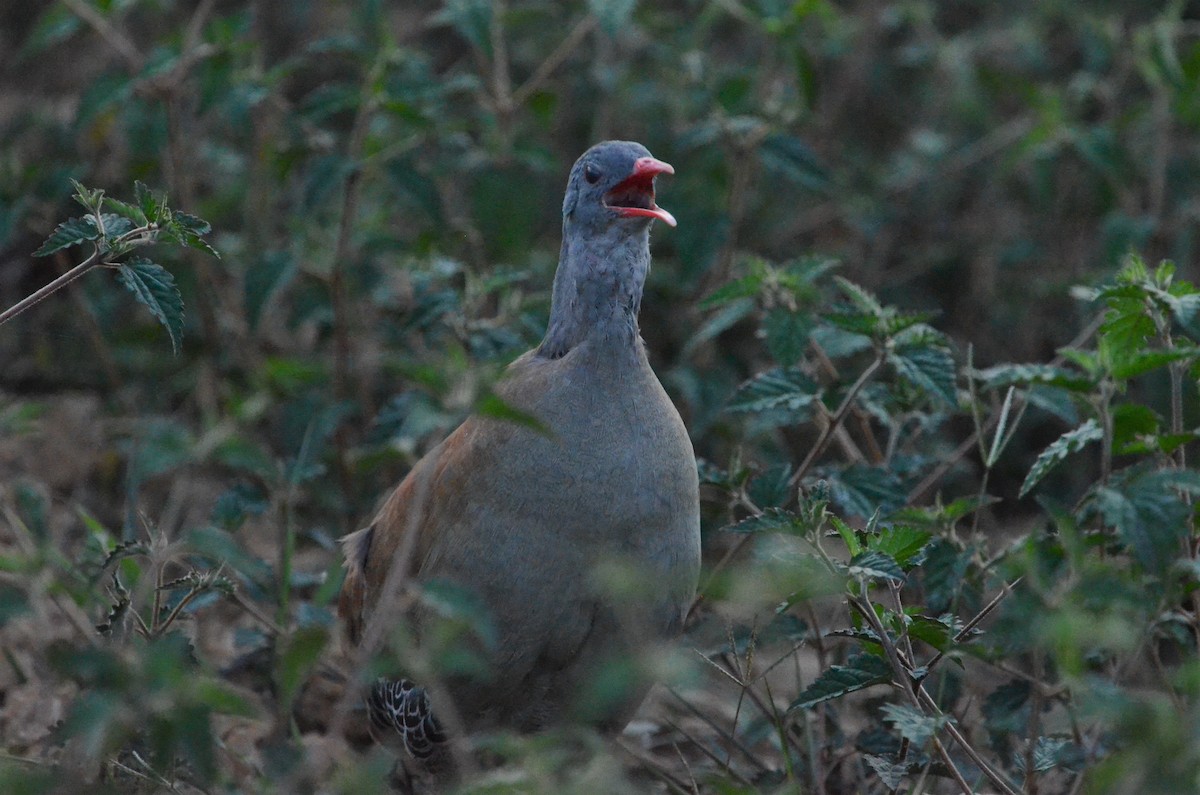 Small-billed Tinamou - ML505908431