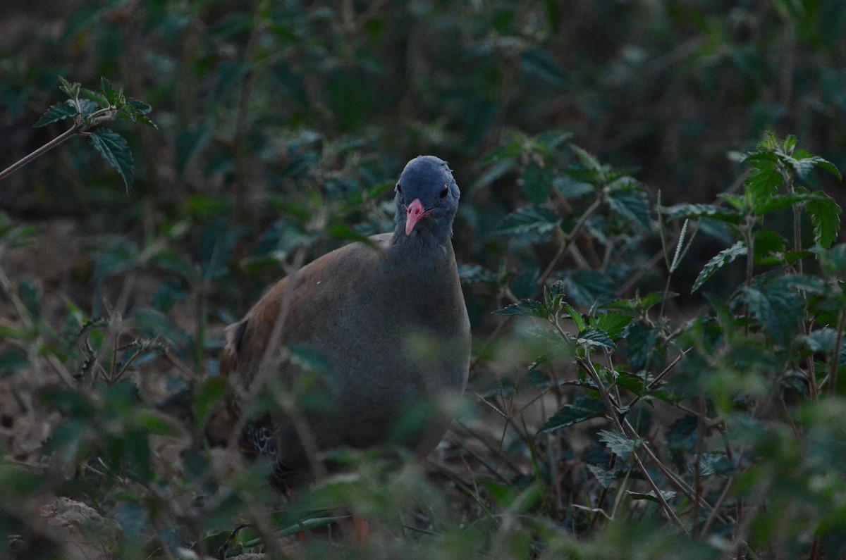 Small-billed Tinamou - ML505908451