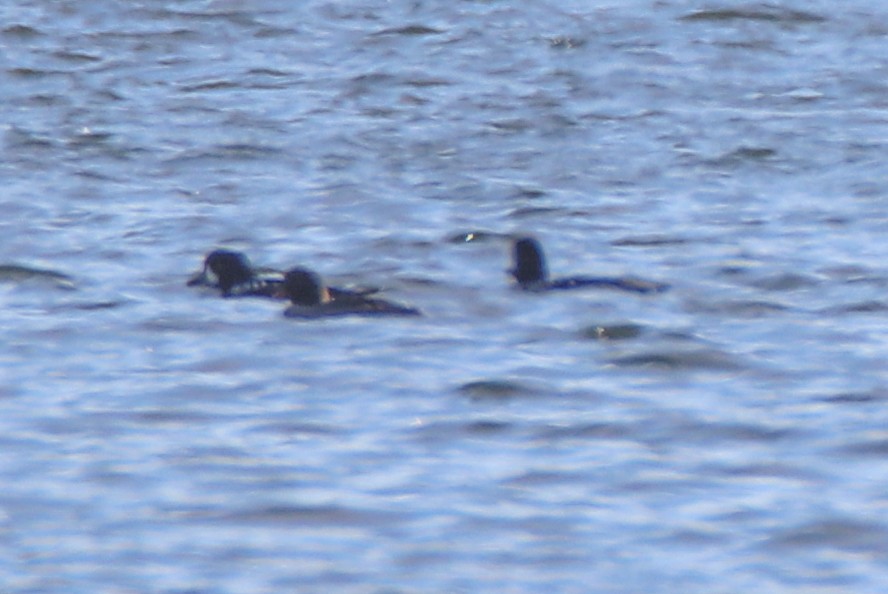 Barrow's Goldeneye - ML505908661