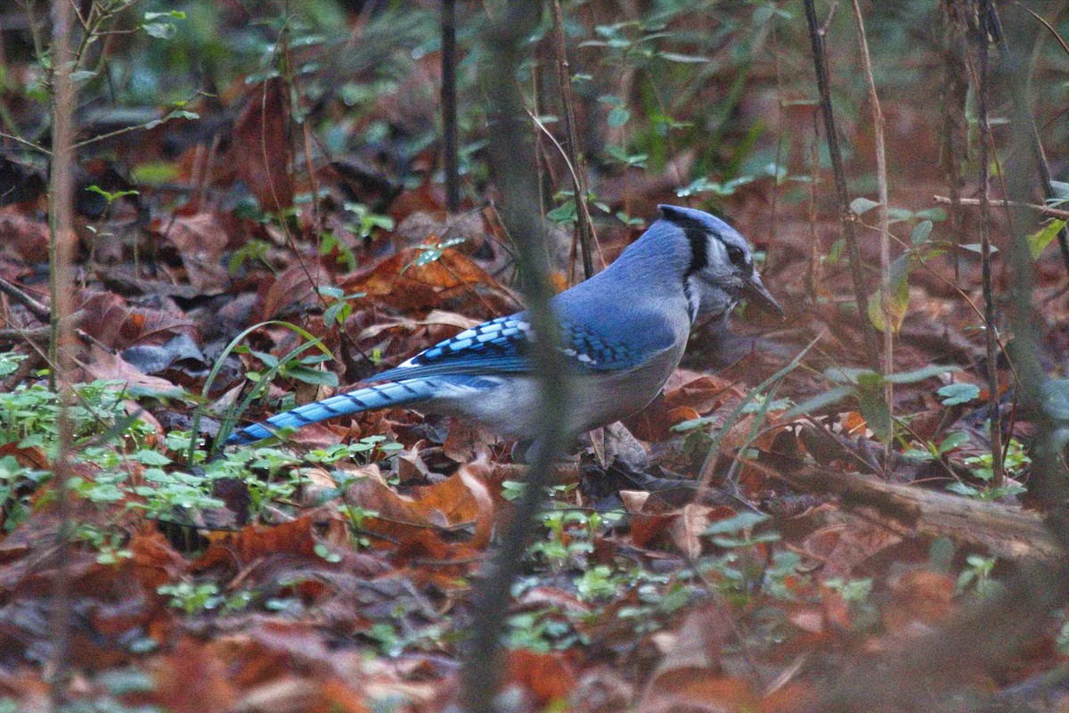 Blue Jay - ML505909421