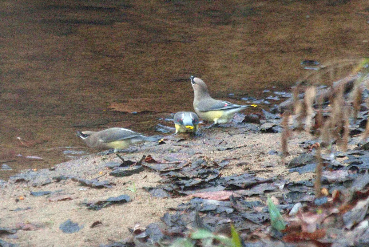 Cedar Waxwing - ML505909471