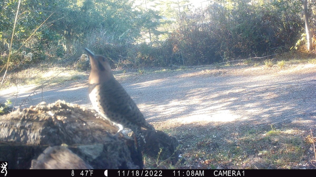 Northern Flicker (Yellow-shafted x Red-shafted) - ML505909841