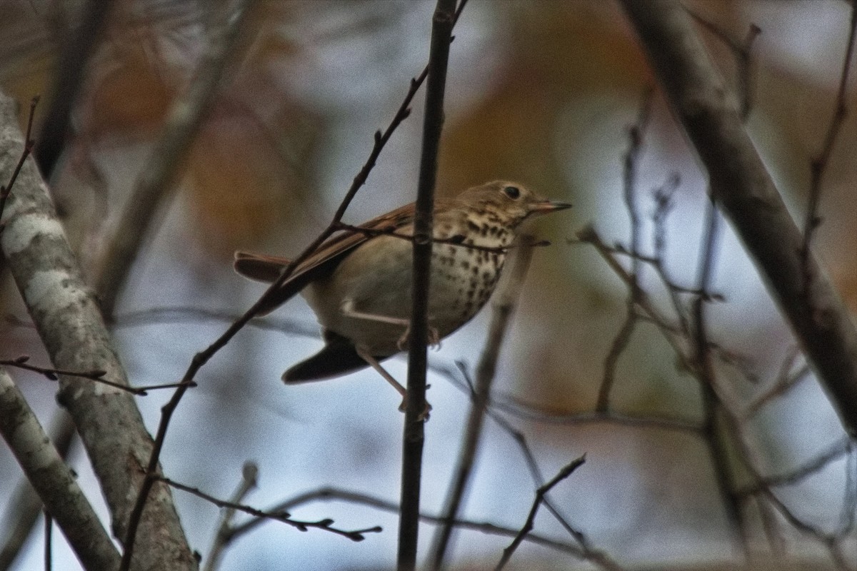 Hermit Thrush - ML505910091