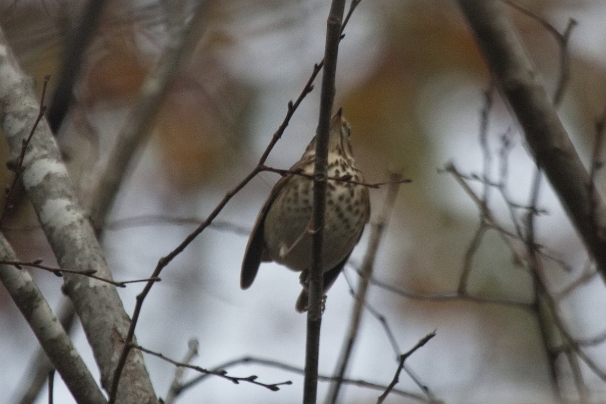 Hermit Thrush - ML505910101