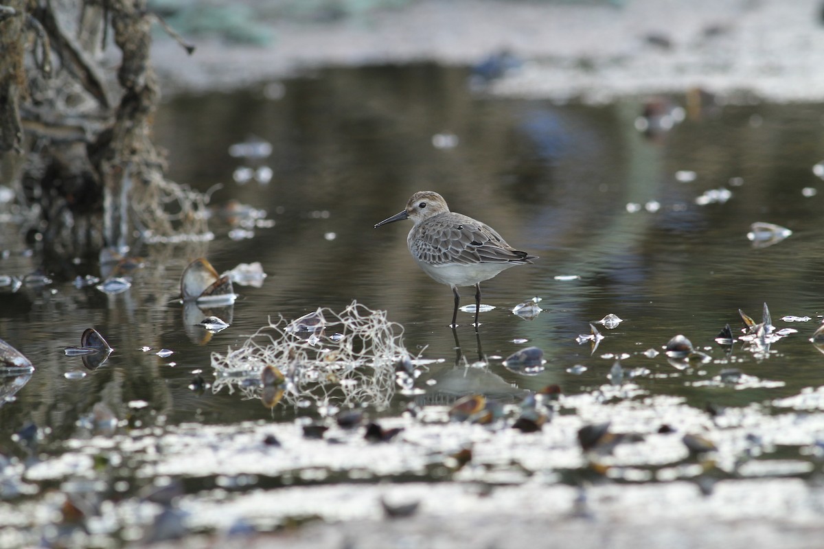 Alpenstrandläufer - ML505910391