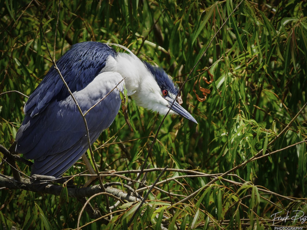 Black-crowned Night Heron - Frank Diaz