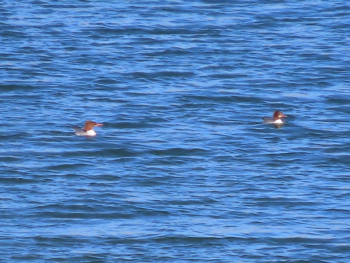 Common Merganser - ML505911091