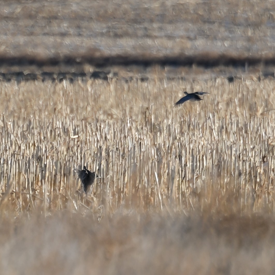 Sharp-tailed Grouse - ML505911211