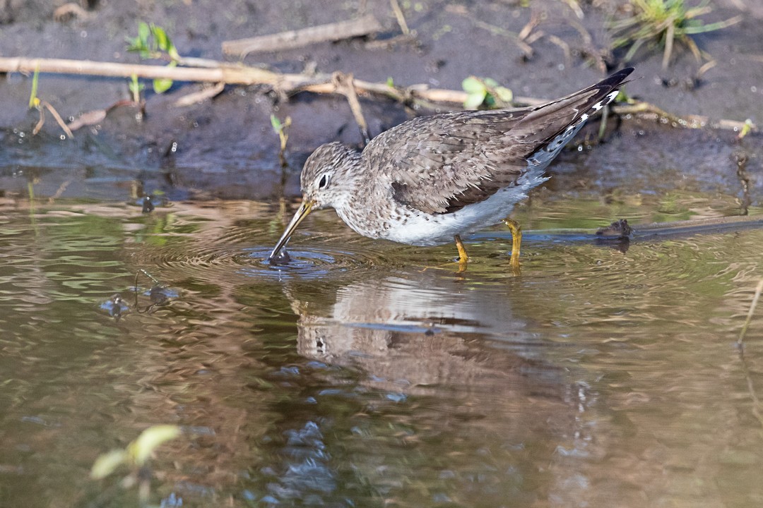 Solitary Sandpiper - ML505911951