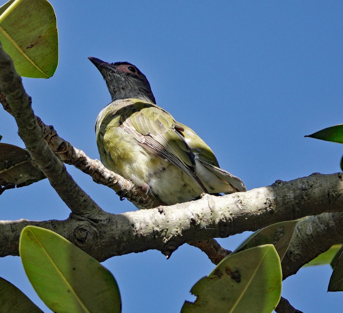 Australasian Figbird - Richard Taylor