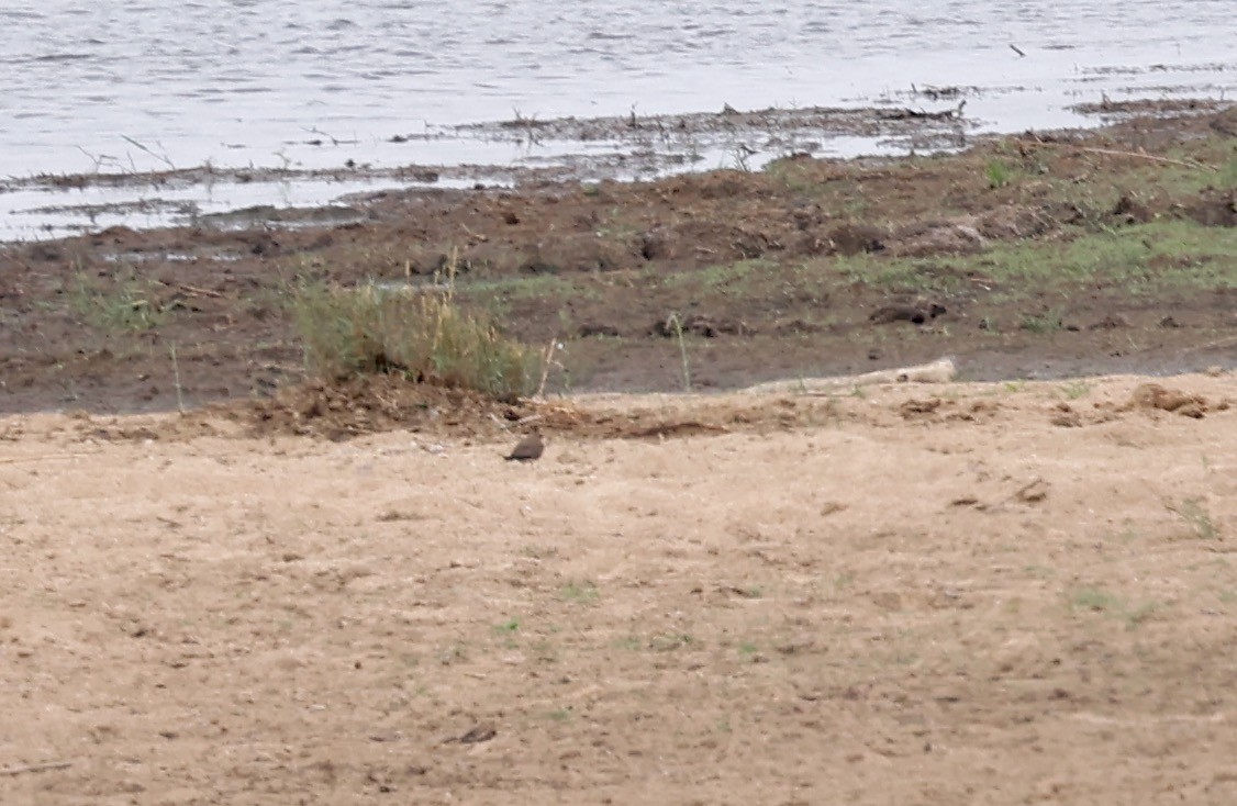 Collared Pratincole - ML505912421