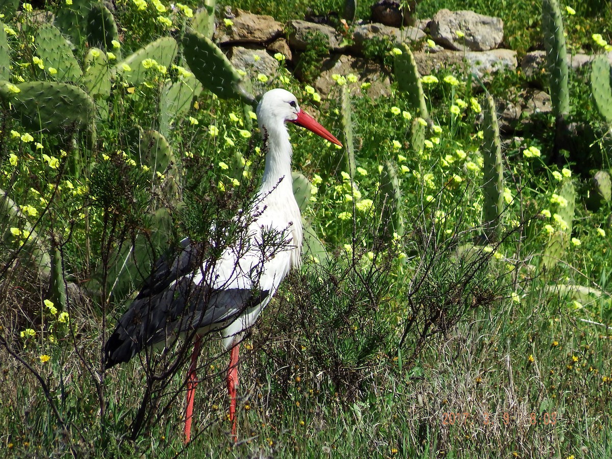 White Stork - ML50591261