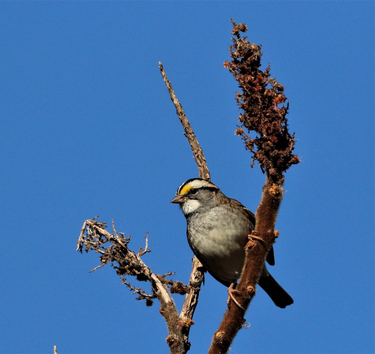 White-throated Sparrow - ML505912941