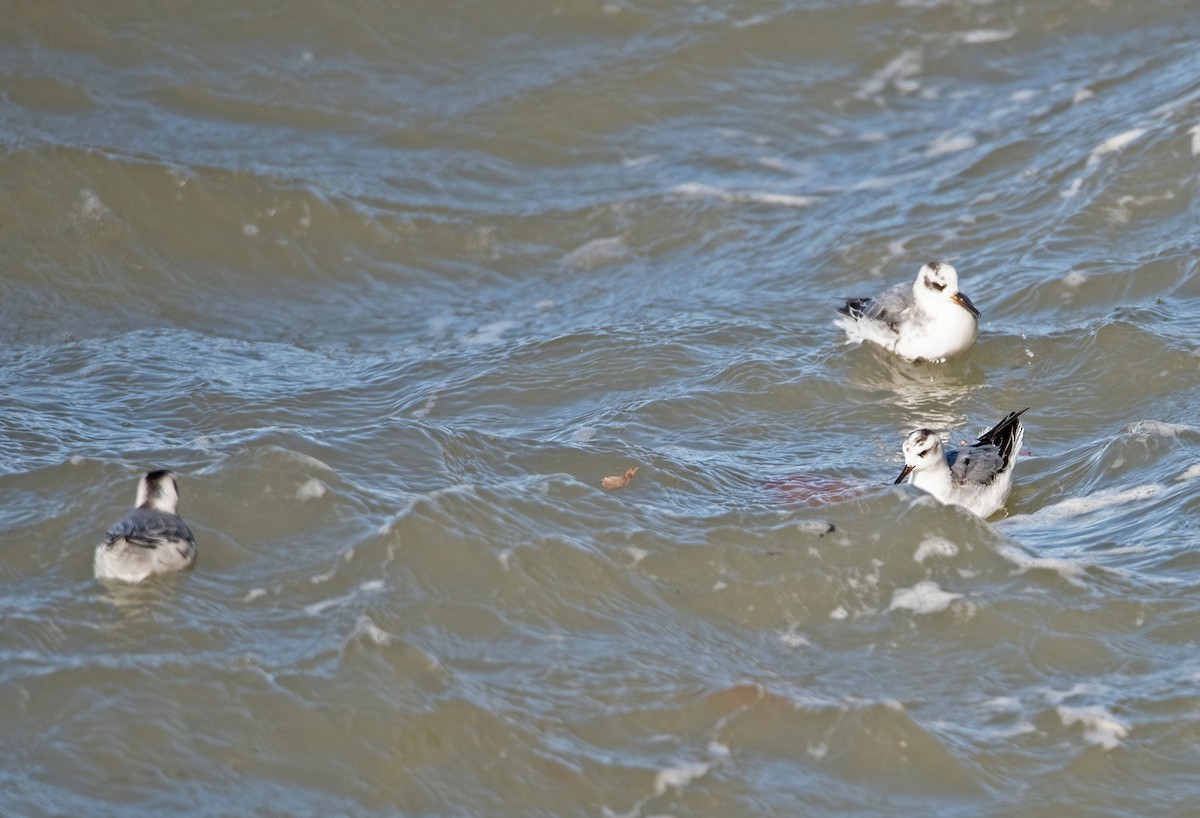 Red Phalarope - Sue Barth