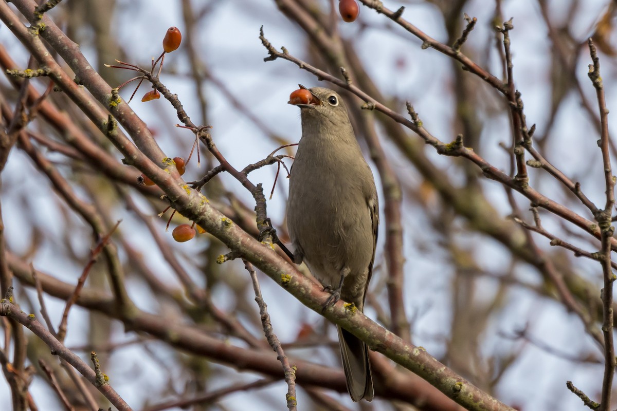Townsend's Solitaire - Ian Burgess