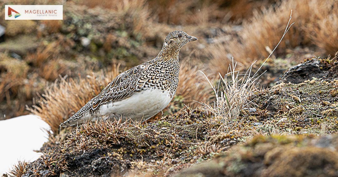 White-bellied Seedsnipe - ML505915701