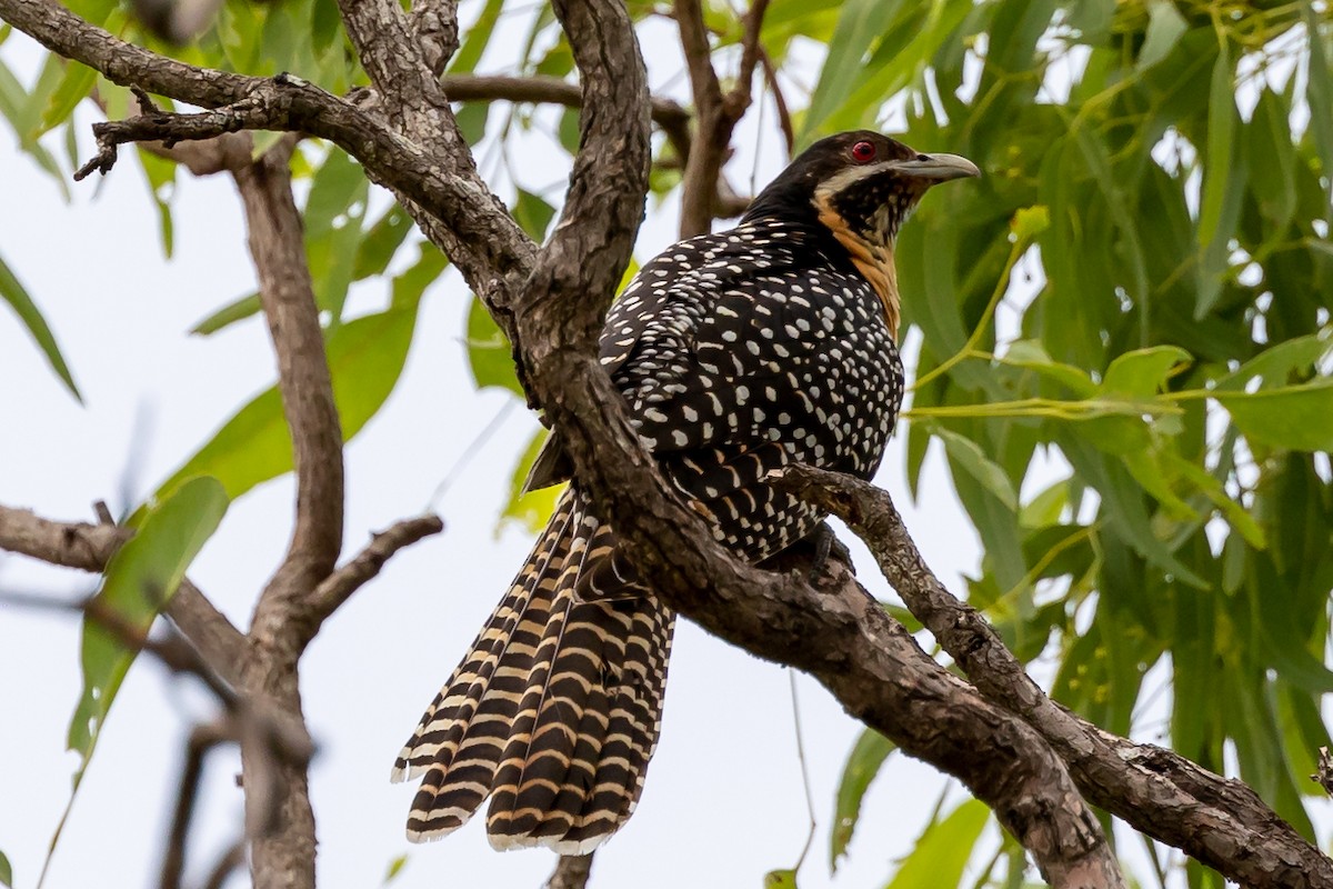 Pacific Koel - ML505916041