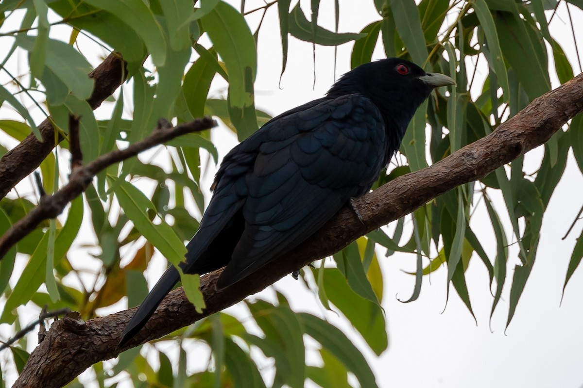 Pacific Koel - ML505916051