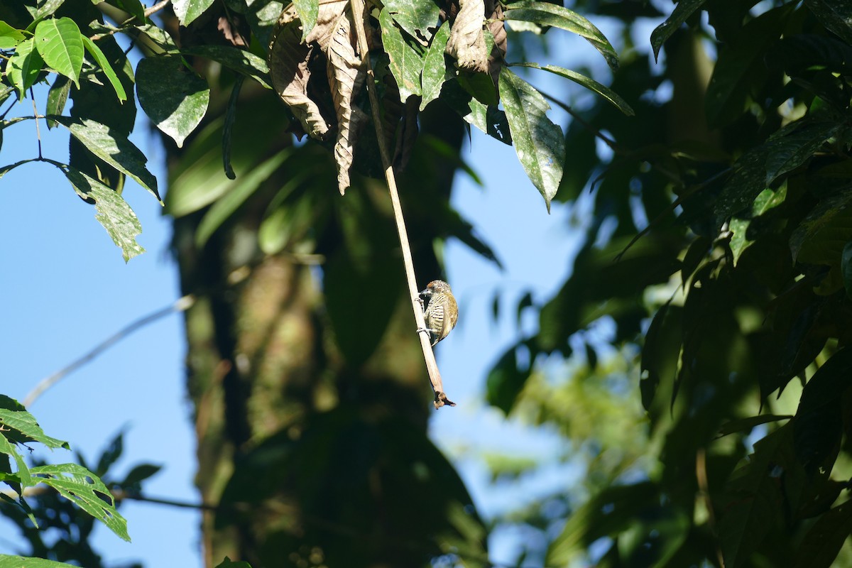 Lafresnaye's Piculet - ML505916321