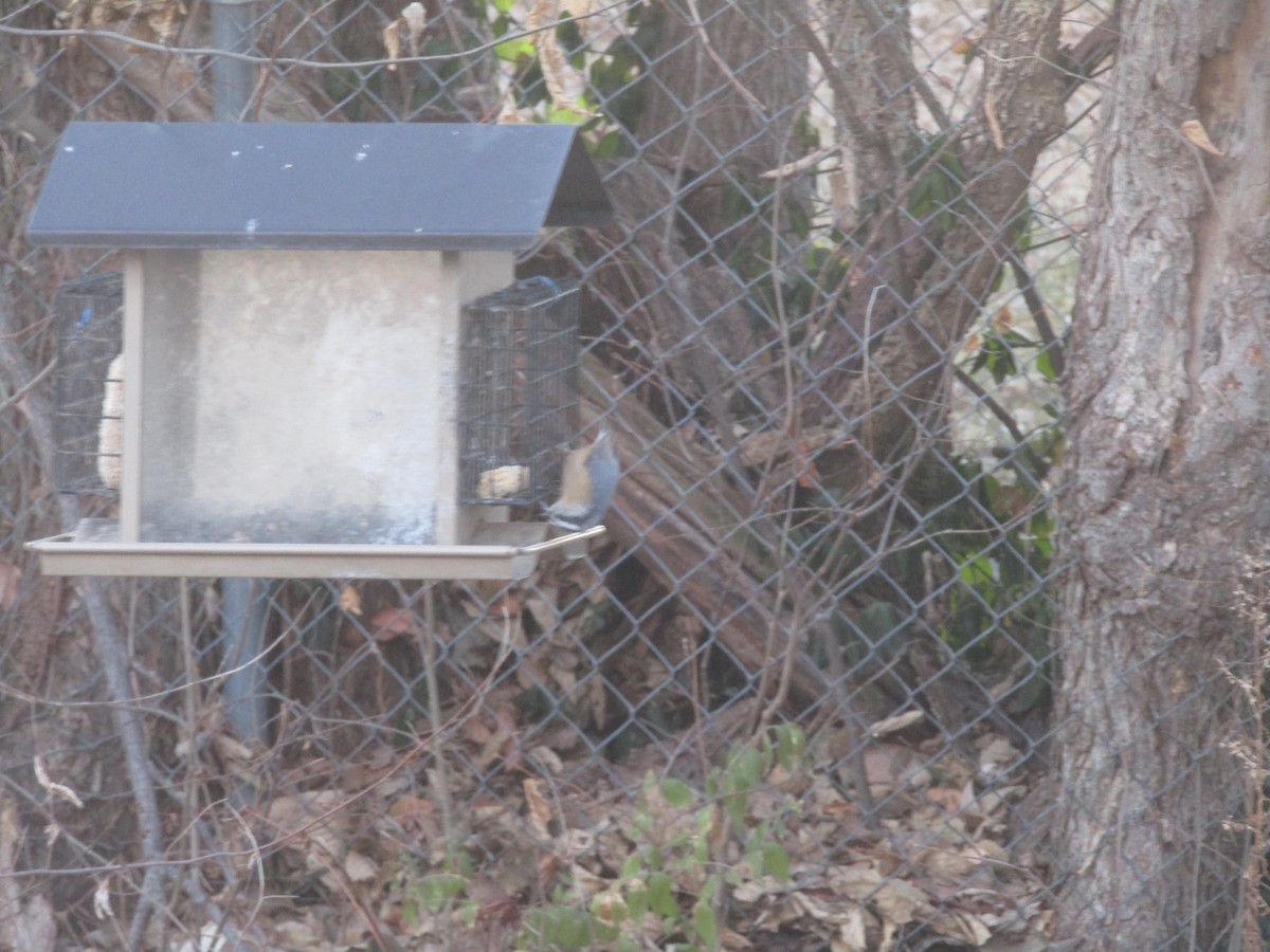 Red-breasted Nuthatch - ML505916821