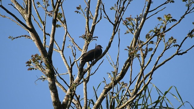 holub šedorůžový - ML505917581