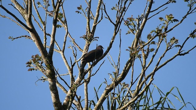 Plumbeous Pigeon - ML505917581