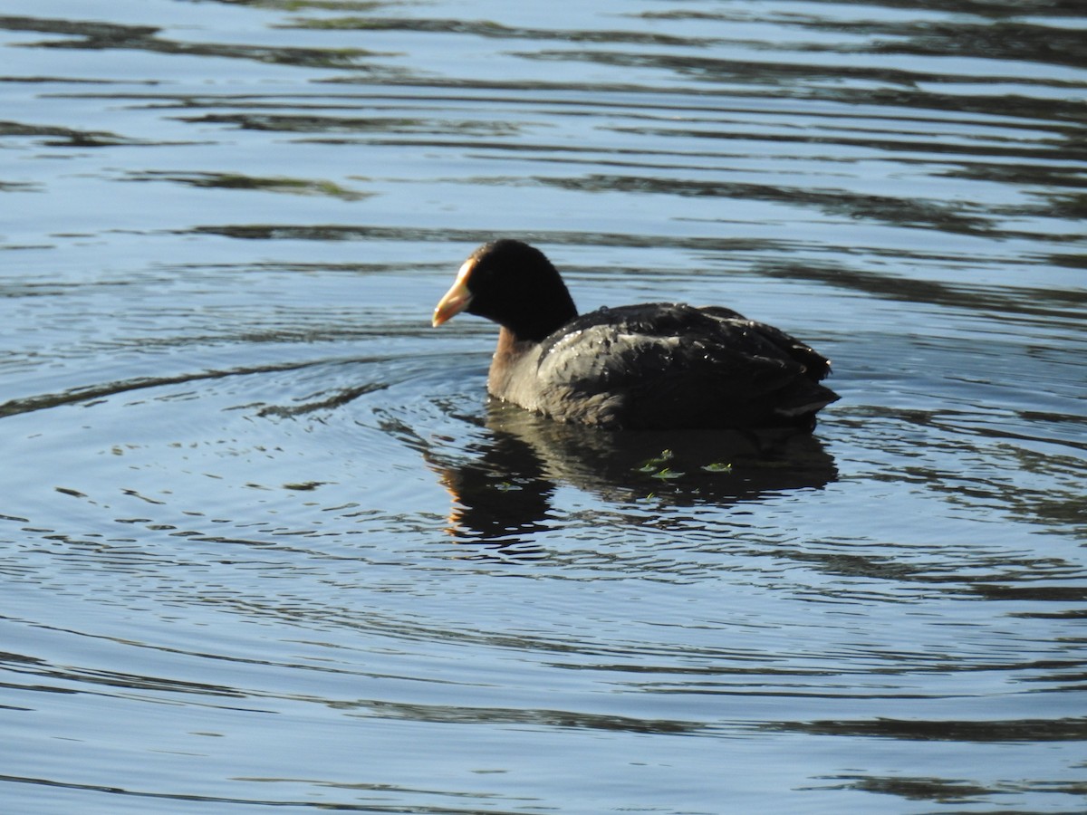 White-winged Coot - ML505917781