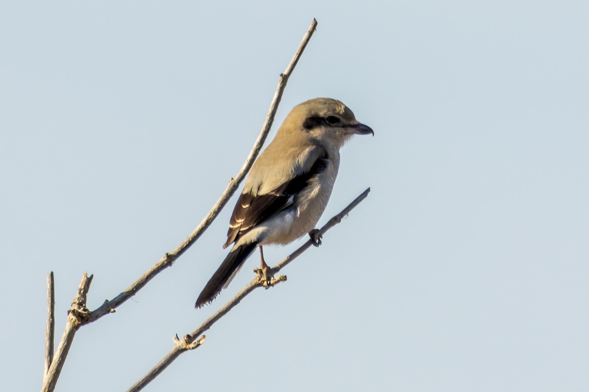 Northern Shrike - ML505918441